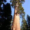 Kings canyon et Sequoia 02
